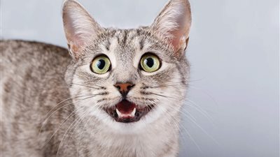 WHY IS MY CAT MEOWING?