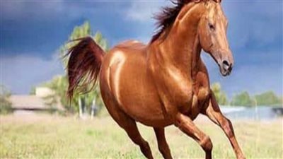 What Is a Grade Horse?