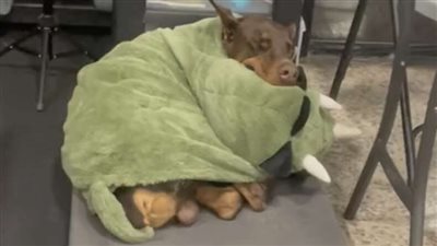 ‘Sca@ry’ Doberman Can’t Fall Asleep Without A Security Blanket