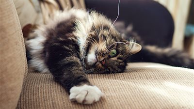 WHAT ARE CAT PHEROMONES AND HOW DO THEY WORK?