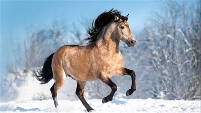 What Is the Best Horse Breed?
