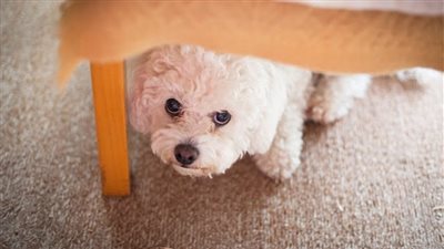What Is Desensitization and Counterconditioning?