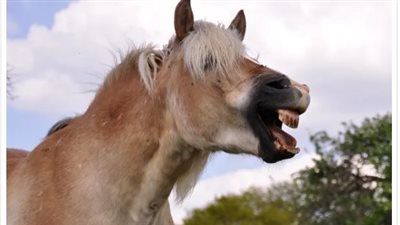 How to Stop a Horse From Biting (Nipping It in the Bud)