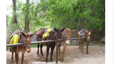 How to Make a Stubborn or Lazy Horse Go Forward