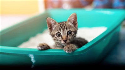 HOW CAN I TRAIN MY KITTEN TO USE A LITTER BOX?