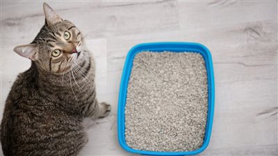 6 TIPS TO GET YOUR CATS TO COVER THEIR POOP