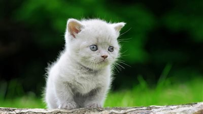 SHOULD I LET MY INDOOR CAT GO OUTSIDE?