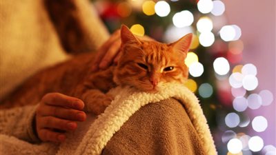 8 WAYS TO KEEP THE HOLIDAYS STRESS FREE FOR YOUR CAT