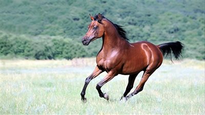 How to Ride Bareback on a Bony Horse