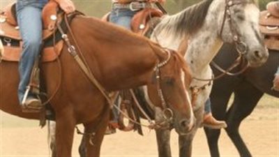 How to Make a Stubborn or Lazy Horse Go Forward