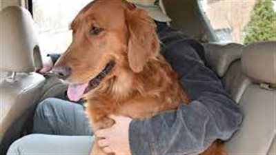 How to Solve Your Dog's Fear of Car Rides