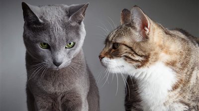 HOW TO STOP MY CAT FROM BULLYING MY OTHER CAT