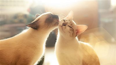 SHOULD I GET ANOTHER CAT?