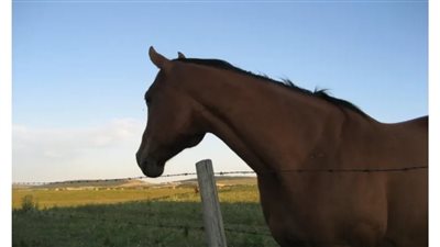 How to Ride Bareback on a Bony Horse