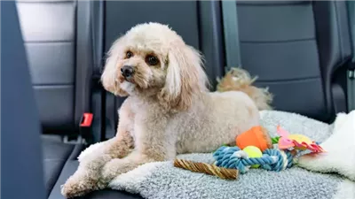 How to Cure Car Sickness in Your Dog