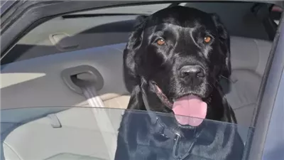 Best Way to Restrain a Dog in Your Car for Safety