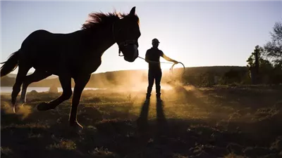 The Basics of Training a Horse