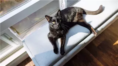 How to Keep Cats Cool in Summer