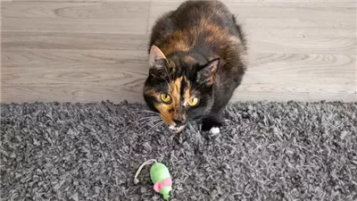 Why Do Cats Bring Their Owners 'Gifts' of Dead Animals?