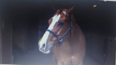 Mistakes People Make When Buying a First Horse