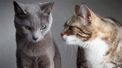HOW TO STOP MY CAT FROM BULLYING MY OTHER CAT