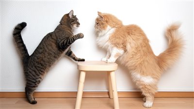 WHY ARE MY CATS FIGHTING ALL OF A SUDDEN?