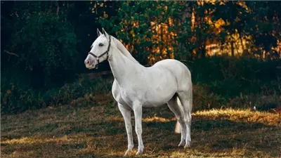 How to Ride a Difficult Horse: The Basics for Beginners