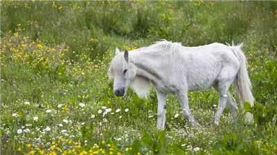 Why Horses Lose Weight