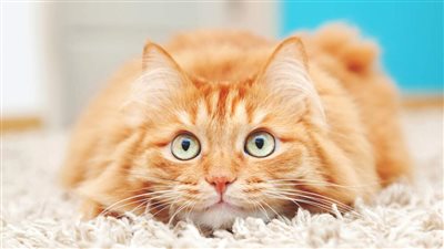 HOW CAN I SOOTHE AND CALM MY CAT?