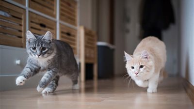 HELP REDUCE CONFLICT IN A MULTI-CAT HOUSEHOLD