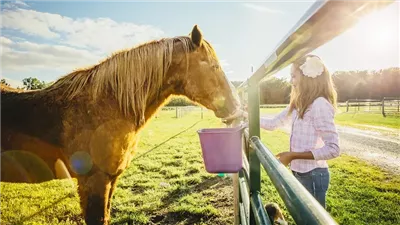 The Best Feeds for Helping a Horse Gain Weight
