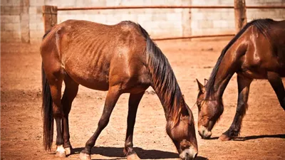 How To Make a Horse Gain Weight