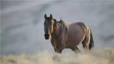 How to Assess the Healthy Weight For A Horse