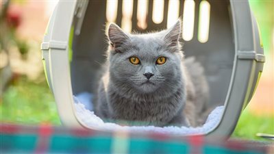 HOW TO TRAVEL WITH A CAT