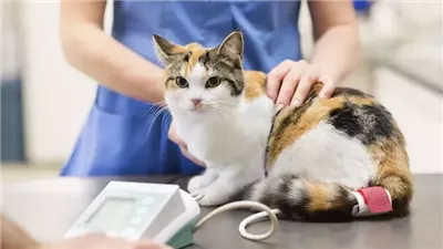 Why Is My Cat Losing Weight?