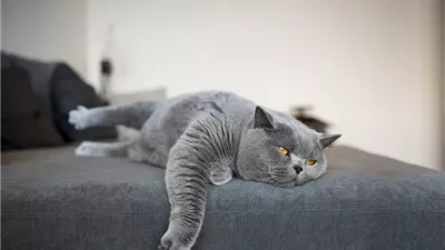 Lethargy in Cats