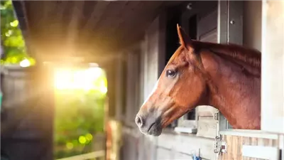 Understanding How Horses See
