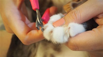 HOW DO I CLIP MY CAT OR KITTEN'S NAILS?