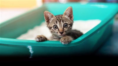 HOW CAN I TRAIN MY KITTEN TO USE A LITTER BOX?