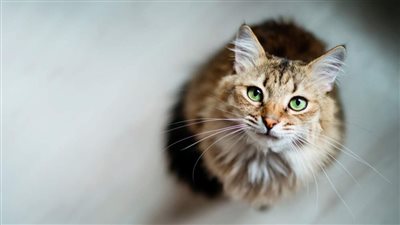 HOW CAN I EARN MY CAT'S LOVE?