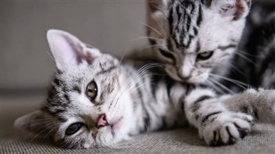 WHY DO MY CATS GROOM EACH OTHER?