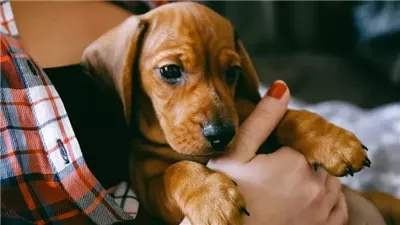 Everything a First-Time Dog Owner Should Know