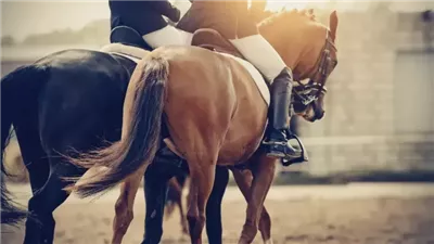 A Beginner’s Guide to Horse Accessories