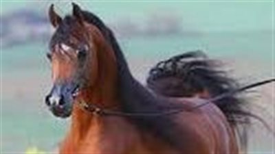 Is It Warm Enough to Bathe My Horse?