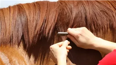 What to Do if Your Horse Hates Mane Pulling