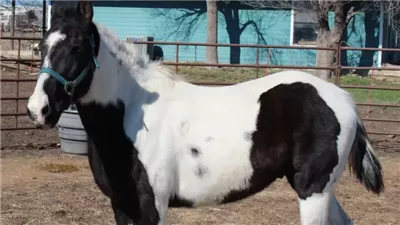 Do Horses Actually Like Being Ridden?