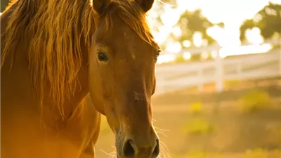 How to Treat a Leg Wound on Your Horse When No Vet Is Available