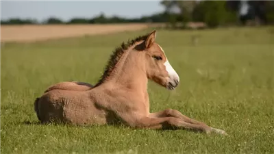 What Is the Best Horse Breed?