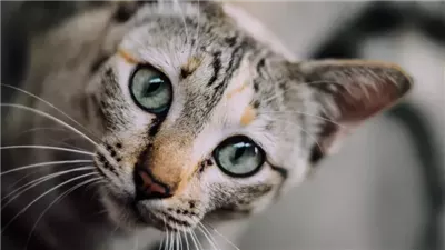11 Things Only Cat Owners Understand