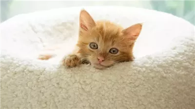 Kitten Development in the First Six Weeks of Life